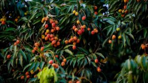 Government exports first shipment of Punjab’s litchi to England