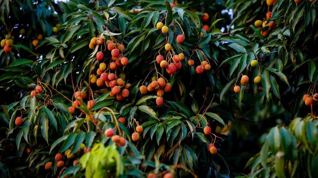 Government exports first shipment of Punjab’s litchi to England