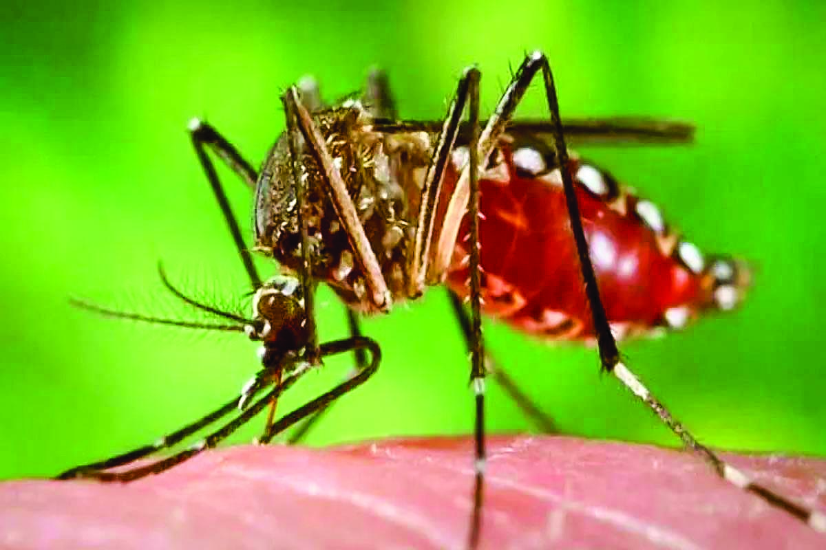 Dengue Surge in India: Experts Warn of Blood Pressure Risks