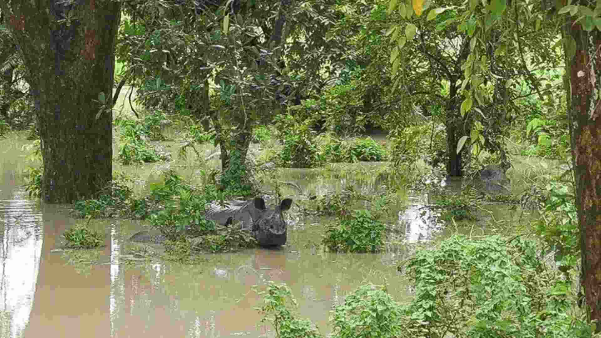 Assam Floods: 17 Wild Animals Submerged, 72 Rescued In Kaziranga National Park