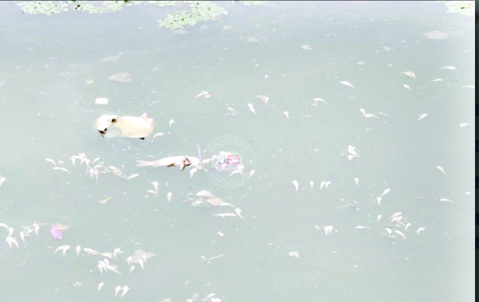 Fish die-off in Srinagar stream linked to oxygen depletion and pollution