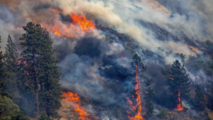 California Wildfires: The Factors Behind 2024’s Largest Blaze