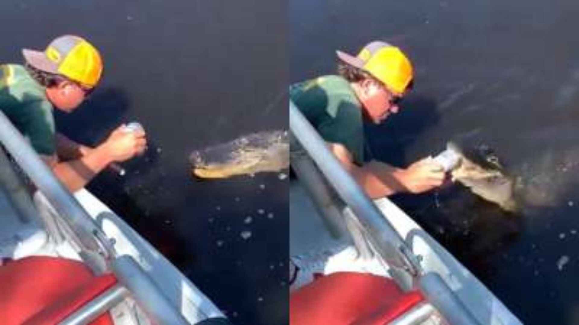 Alliagtor opens Beer can for Florida man