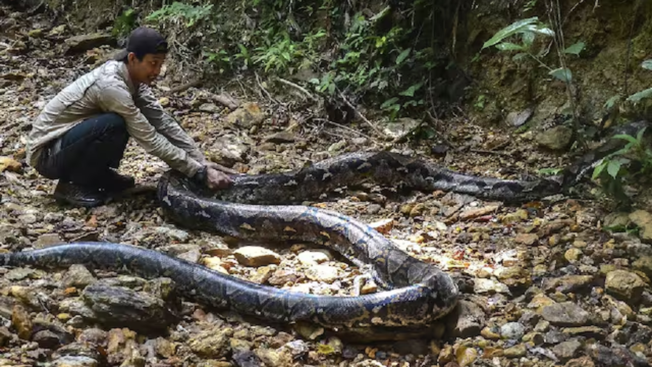 Indonesia: Woman Killed By Python While She Went To Buying Medicine For Sick Child