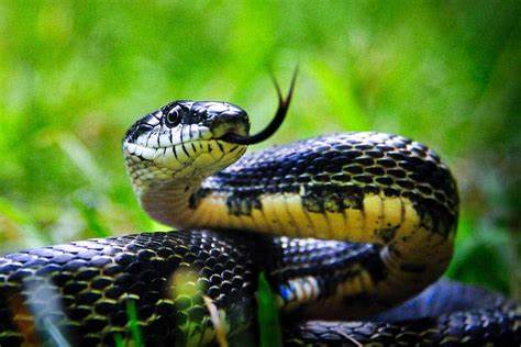 Miraculous Survival: Vikas Dubey Survives Five Snake Bites in a Month