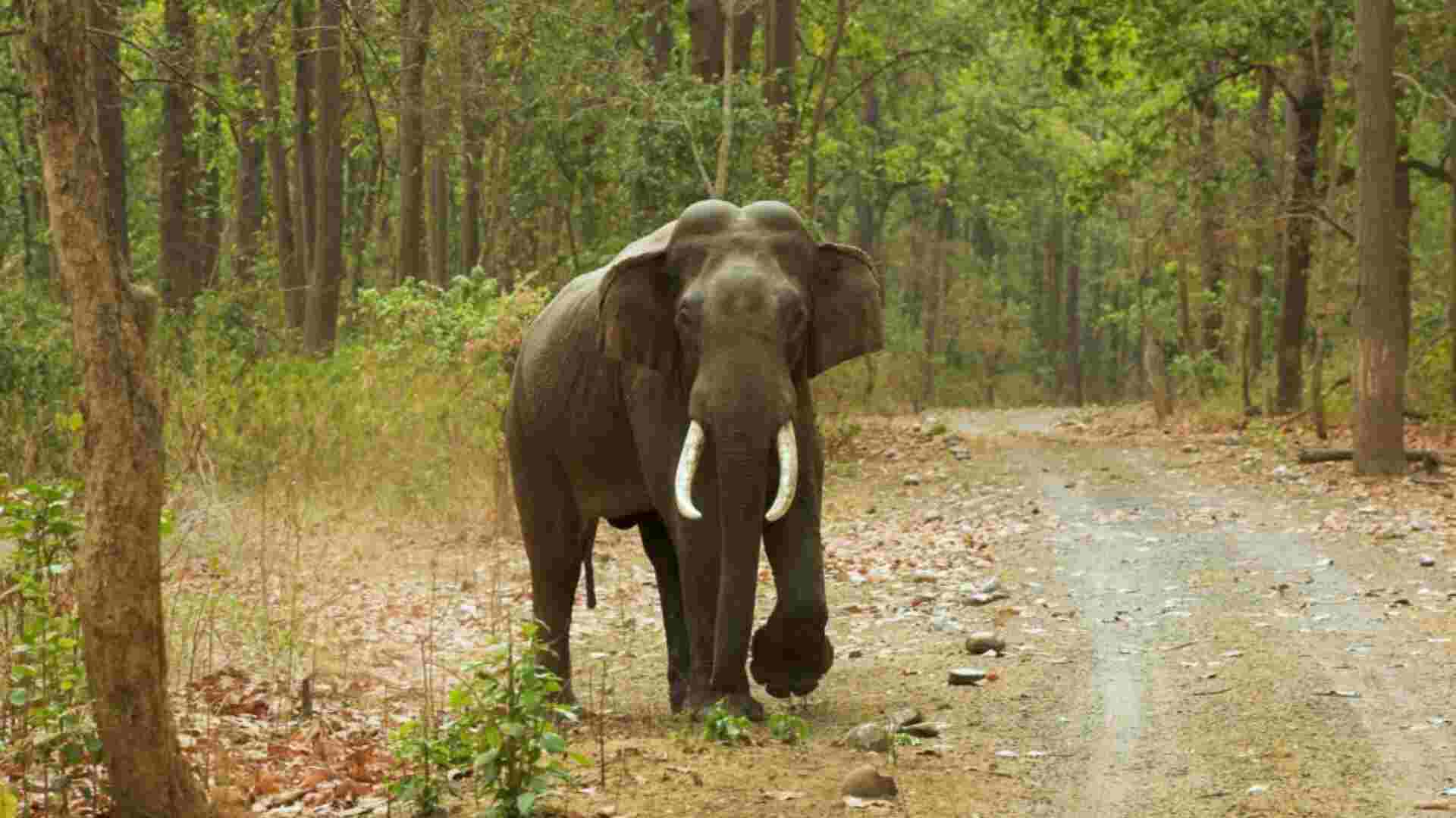 Chattisgarh: Two Brothers Trampled to Death by Elephant