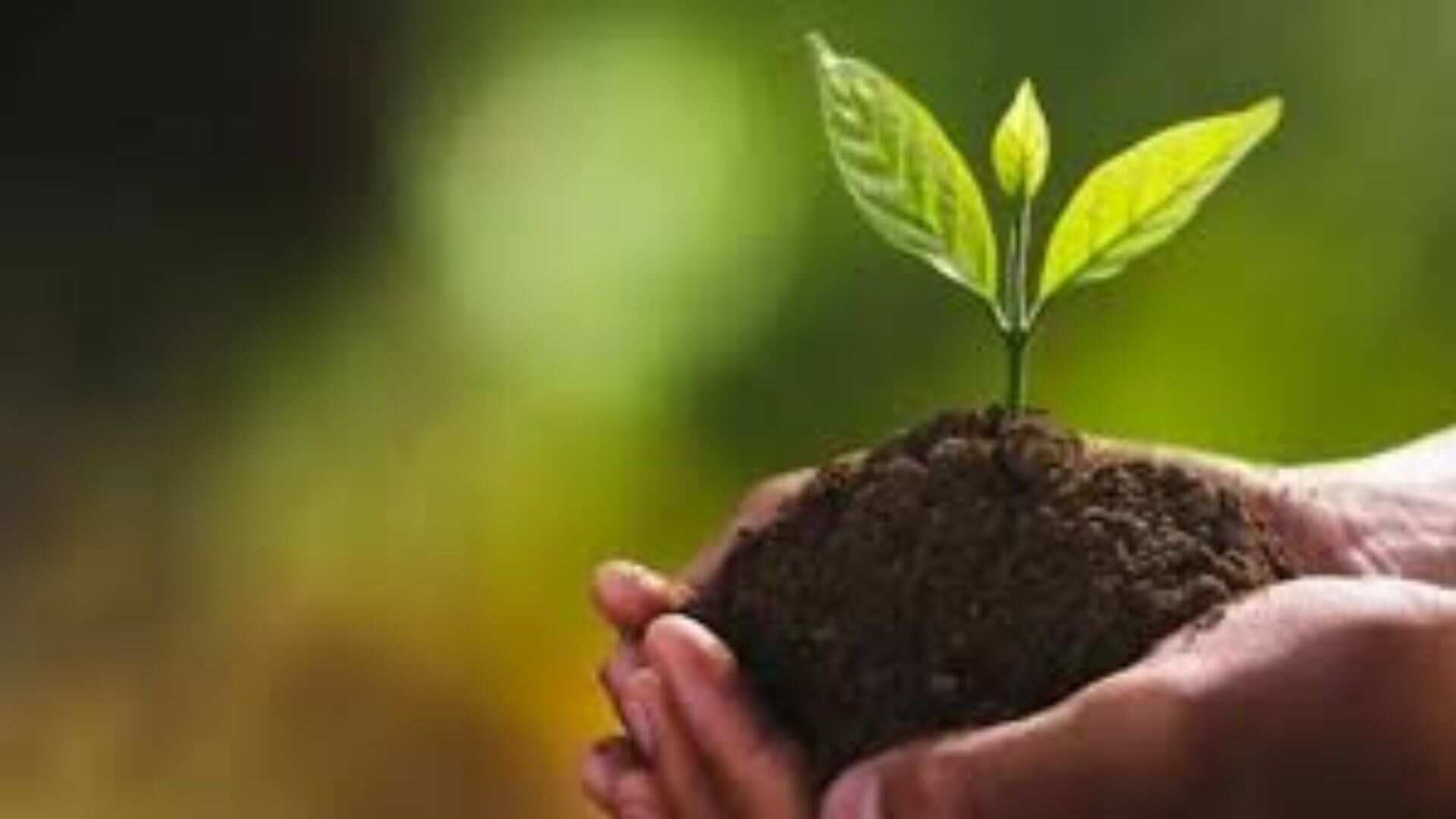 BSF and SBI organise Tree Plantation drive