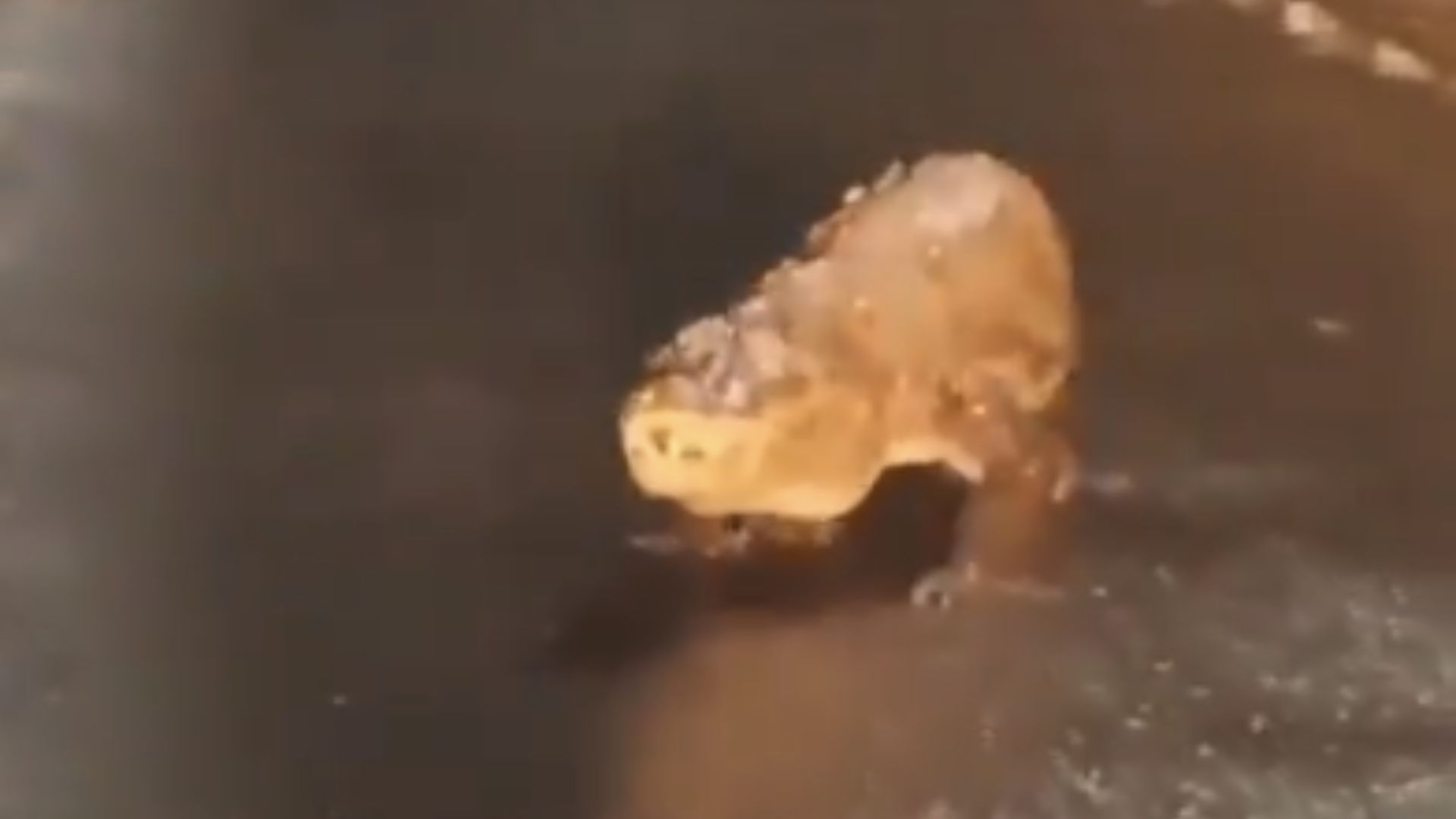 Watch: Crocodile Spotted Strolling On Maharashtra Road After Heavy Rain