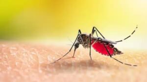 Dengue Alert: Key Signs To Monitor For Preventing Severe Infection