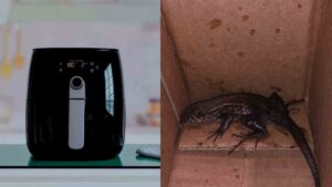 Unexpected Delivery: Colombian Woman Finds Lizard Instead Of Air Fryer From Amazon