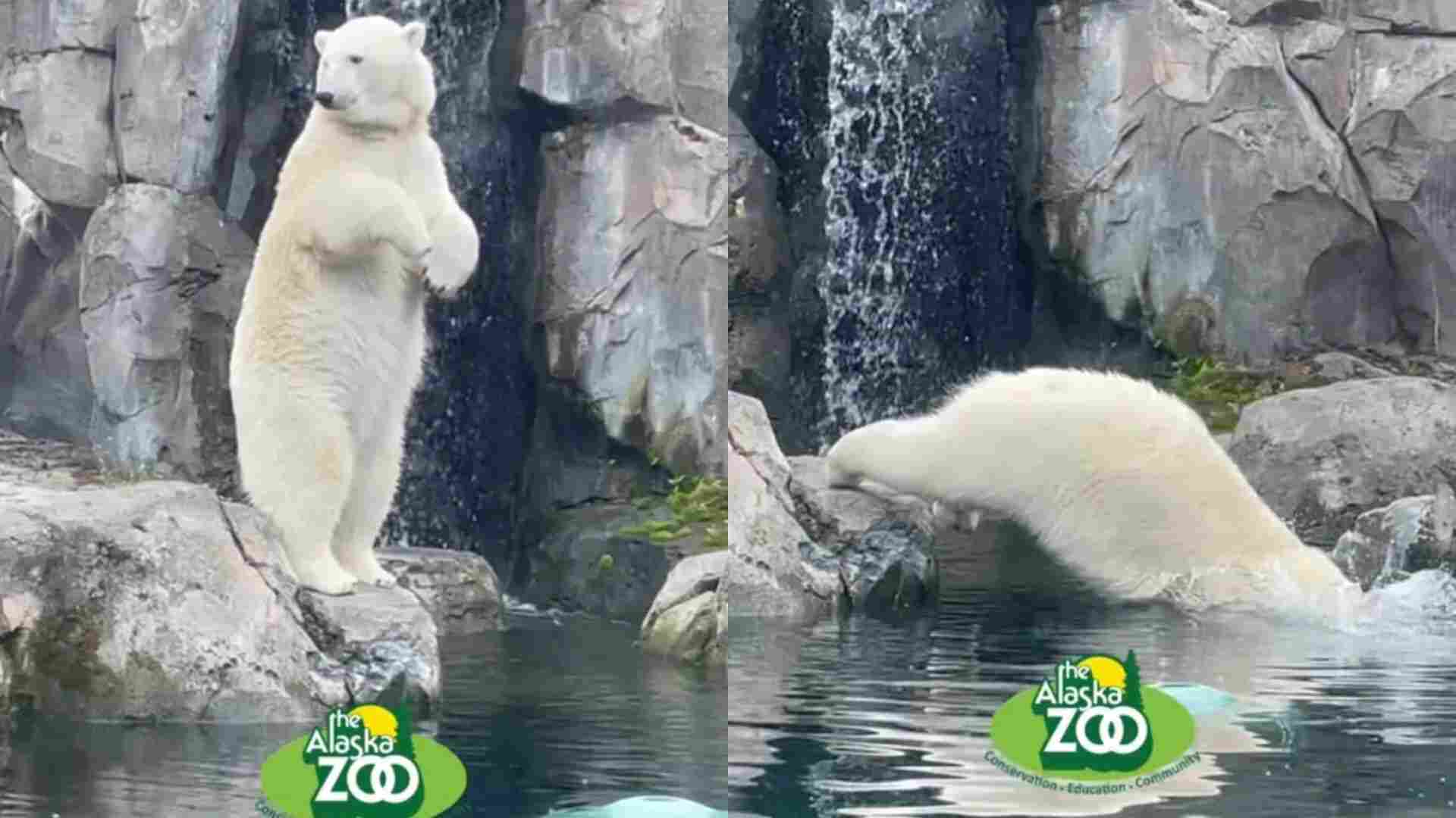 Kova The Polar Bear's Viral Belly Flop Steals The Show On TikTok