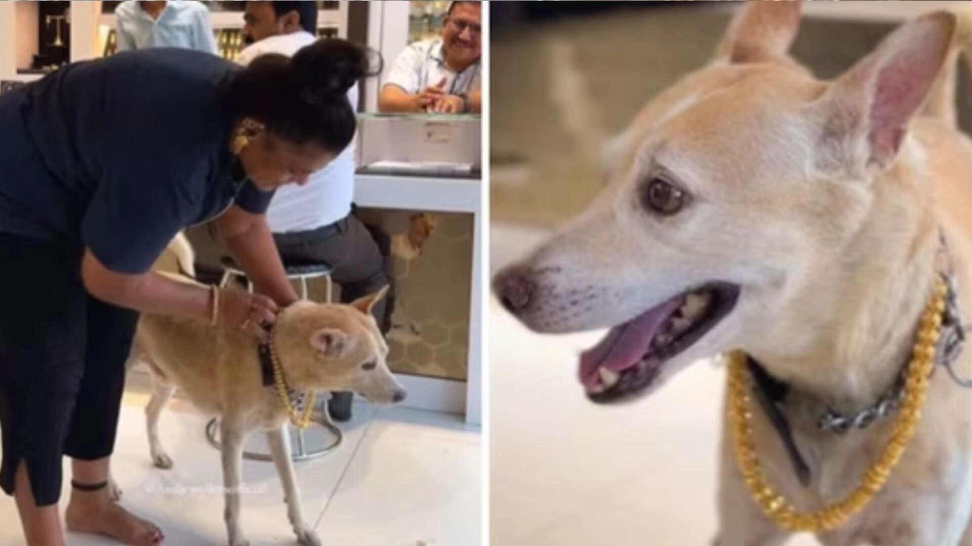 Mumbai Woman Spends Rs. 2.5 Lakh on Gold Chain for Her Dog, Tiger