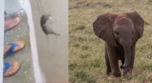 Assam Flood: Man Heroically Saves Baby Elephant from Flooded River