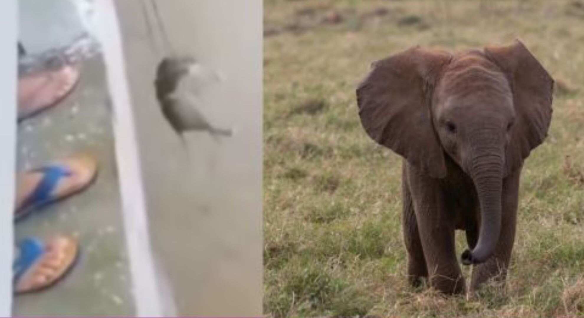 Assam Flood: Man Heroically Saves Baby Elephant from Flooded River