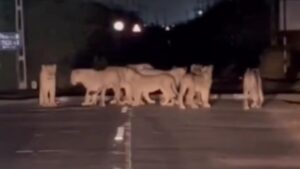 WATCH: Big Cat Pride Strolls Casually On Gujarat State Highway