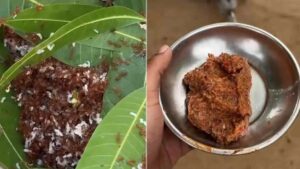 Red Ant Chutney: Odisha’s Unique Accompaniment Recipe Goes Viral