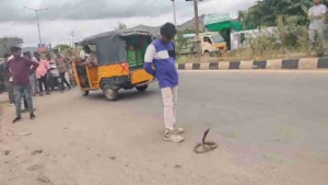 Watch: Drunk Man’s Cobra Stunt Goes Wrong, Ends in Hospital