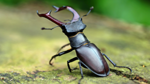 Stag Beetle: The World’s Most Expensive Insect