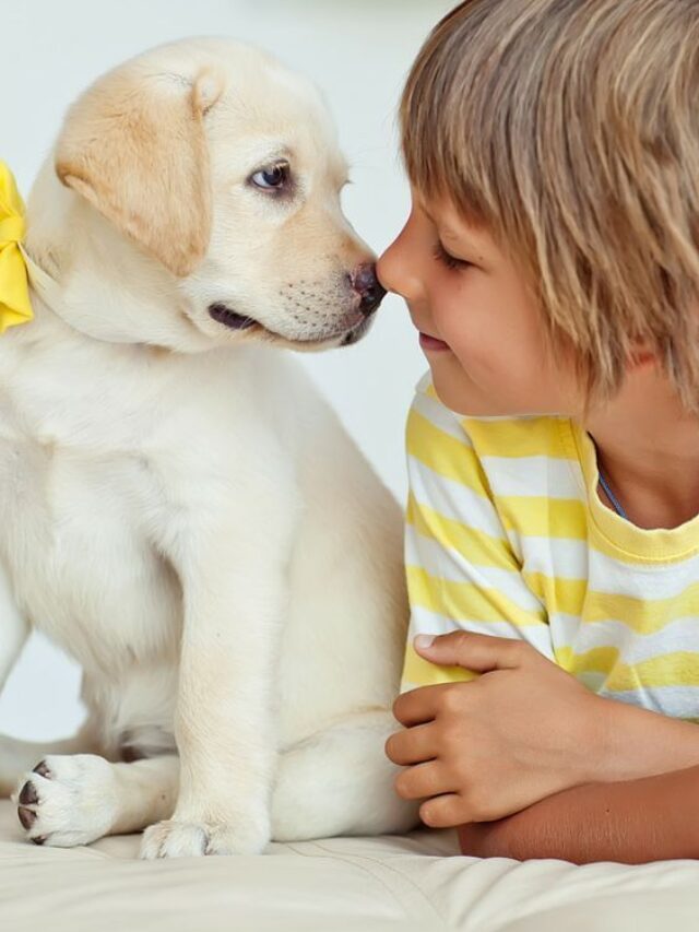 6 WAYS THROUGH WHICH YOU CAN TAKE CARE OF YOUR PETS