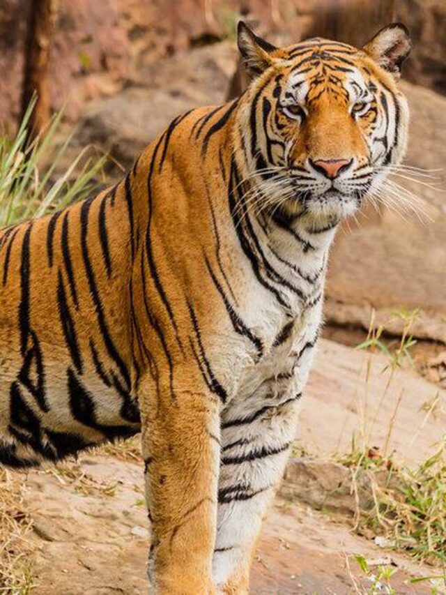 Honoring India’s Most Renowned Tigers On International Tiger Day 2024