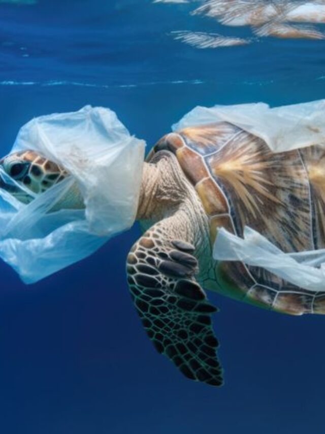 The Impact Of Plastic Pollution On Oceans