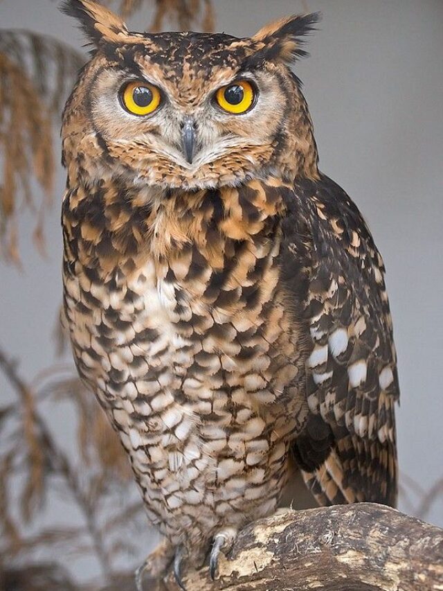 6 SURPRISING FACTS ABOUT OWLS