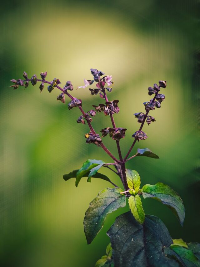 Benefits Of Having A Tulsi Plant At Home