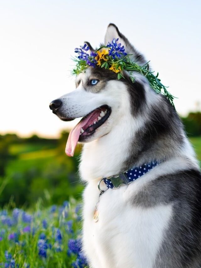 What To Know Before Welcoming A Husky Into Your Life