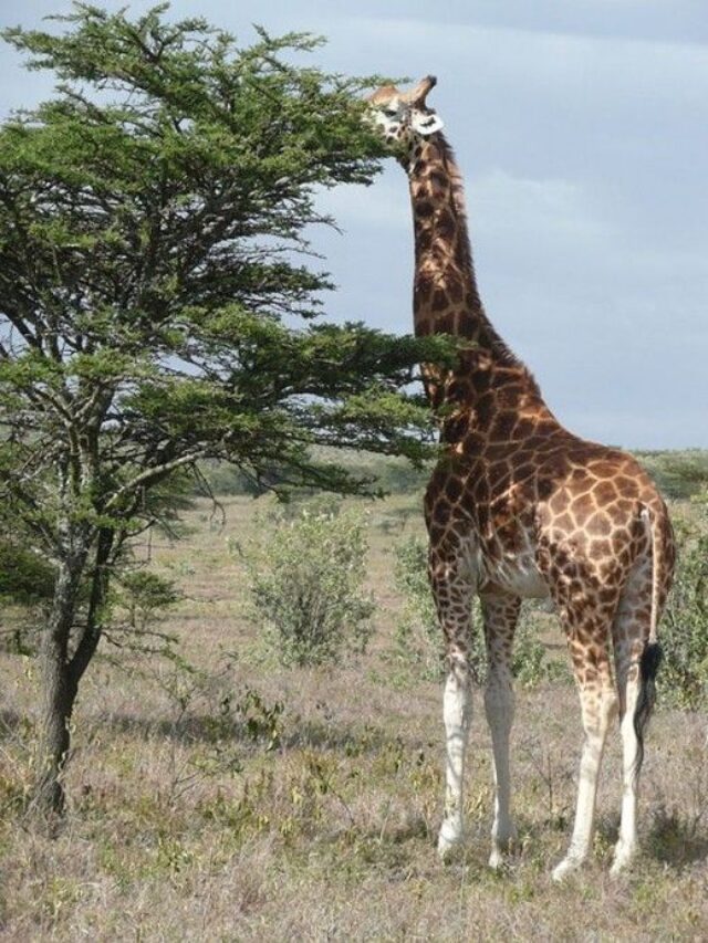 Reaching For The Sky: The Tallest Animal In The World