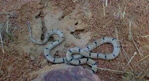 Monsoon Season Brings Increased Snake Sightings in Delhi: How to Stay Safe