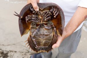 Watch: ‘Live Crabs’ Crawls Out Of Woman’s Bag In Metro Goes Viral