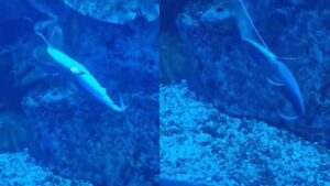 Watch Video : Dubai Mall Aquarium Witnesses Rare Birth Of Baby Shark