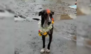 ‘Miracles Do Happen’ Proved True: Lost Dog Returns Home After Traveling for 250 Kms Alone