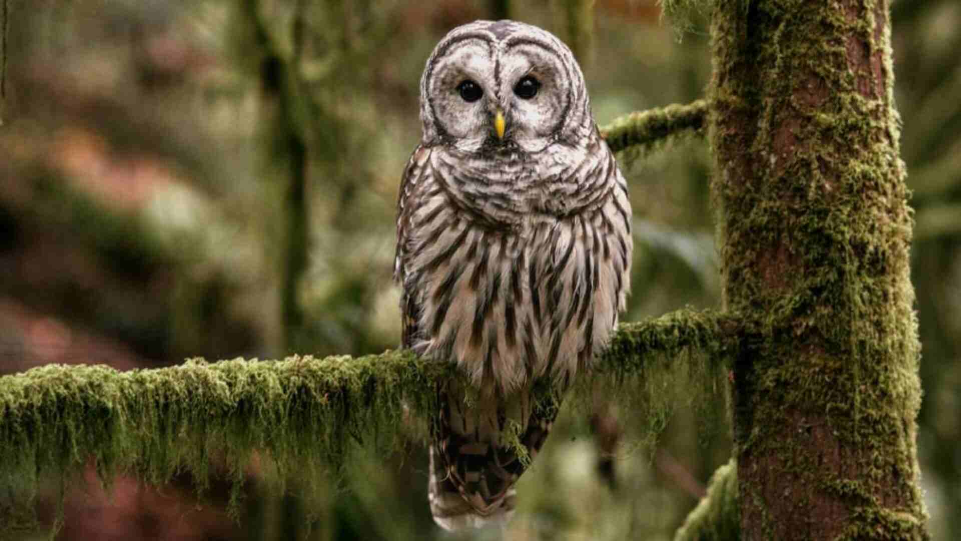 Why U.S. Wildlife Officials Are Targeting 450,000 Barred Owls