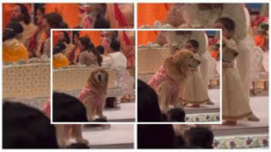 Ambani’s Golden Retriever Steals Hearts In Banarasi Brocade Jacket At Wedding Mandap