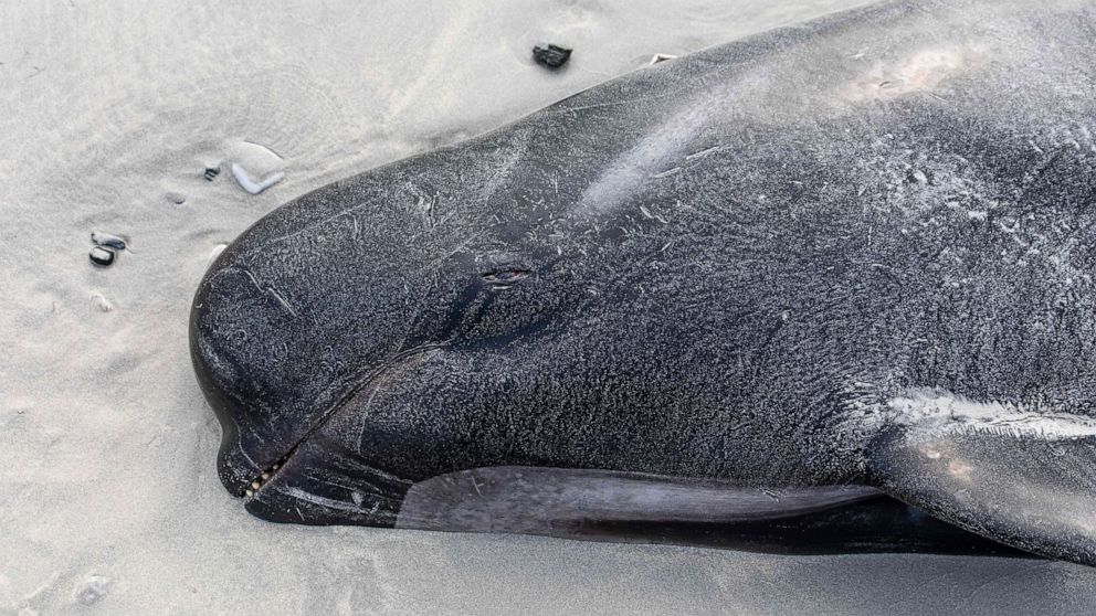 Rare Whale Found on New Zealand Beach