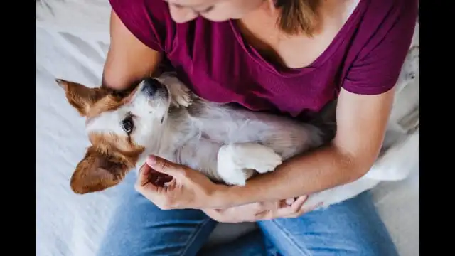 Can Humans Communicate with Dogs? - Learn What the Ground-Breaking Study Revealed