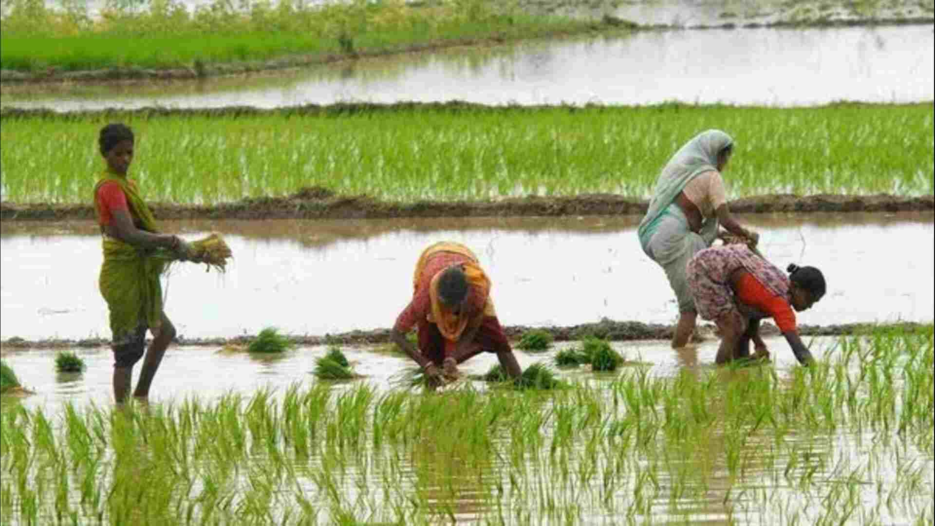 India’s Kharif Crop Sowing Thrives: Agri Ministry