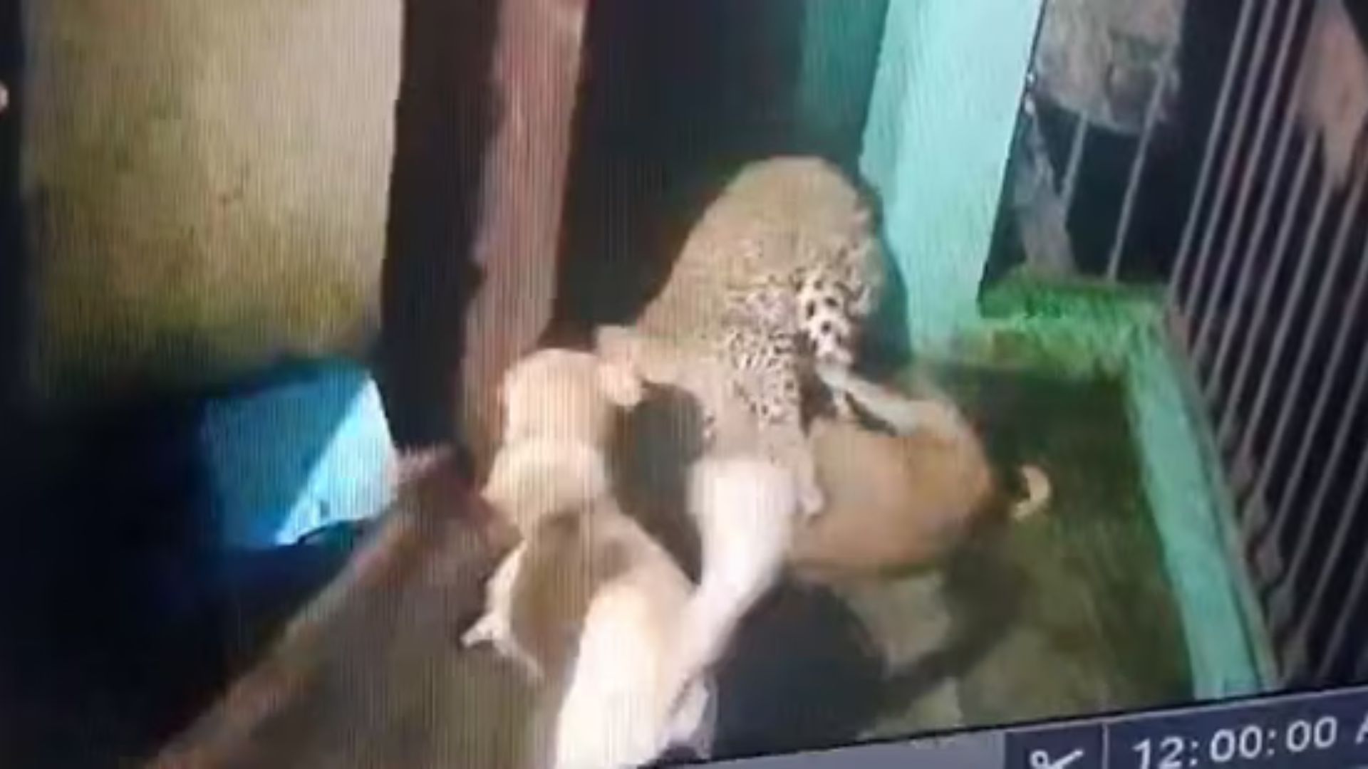 Leopard Enters Nainital Home, Sparks Fierce Confrontation With Resident Dogs | Watch