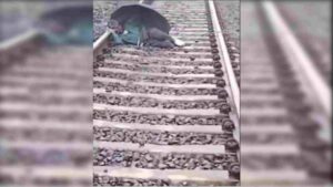 Man Sleeps Peacefully On Railway Track Holding Umbrella As Train Approaches