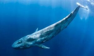 Blue Whale: Earth’s Largest Animal With Heart The Size Of A Car