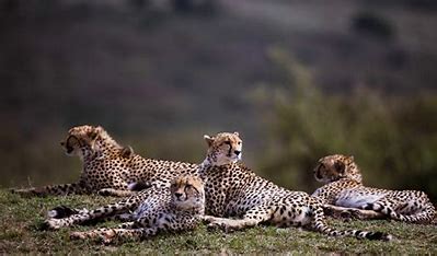 India’s 'Imported' Cheetahs