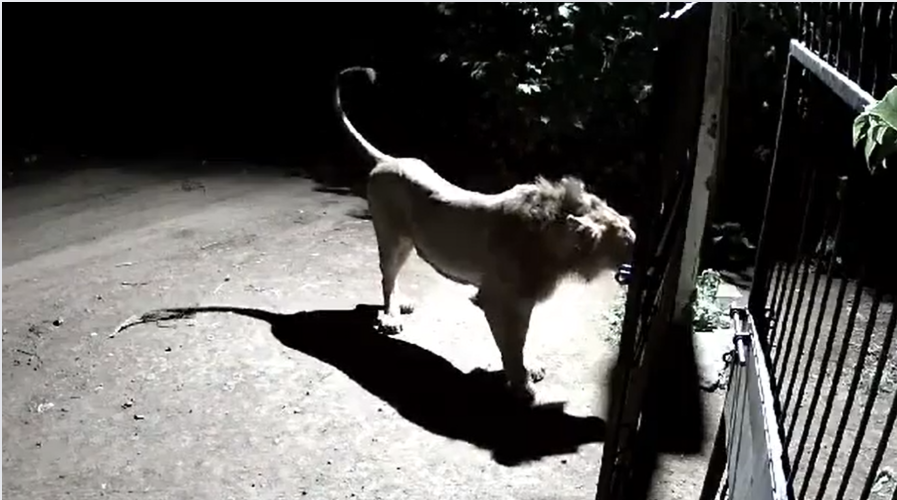 Gujarat Viral Video: Dogs Clash With Lions—Who Emerged Victorious?