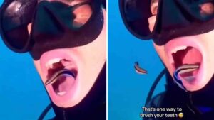 Scuba Diver Lets Fish Clean His Teeth Underwater | Watch