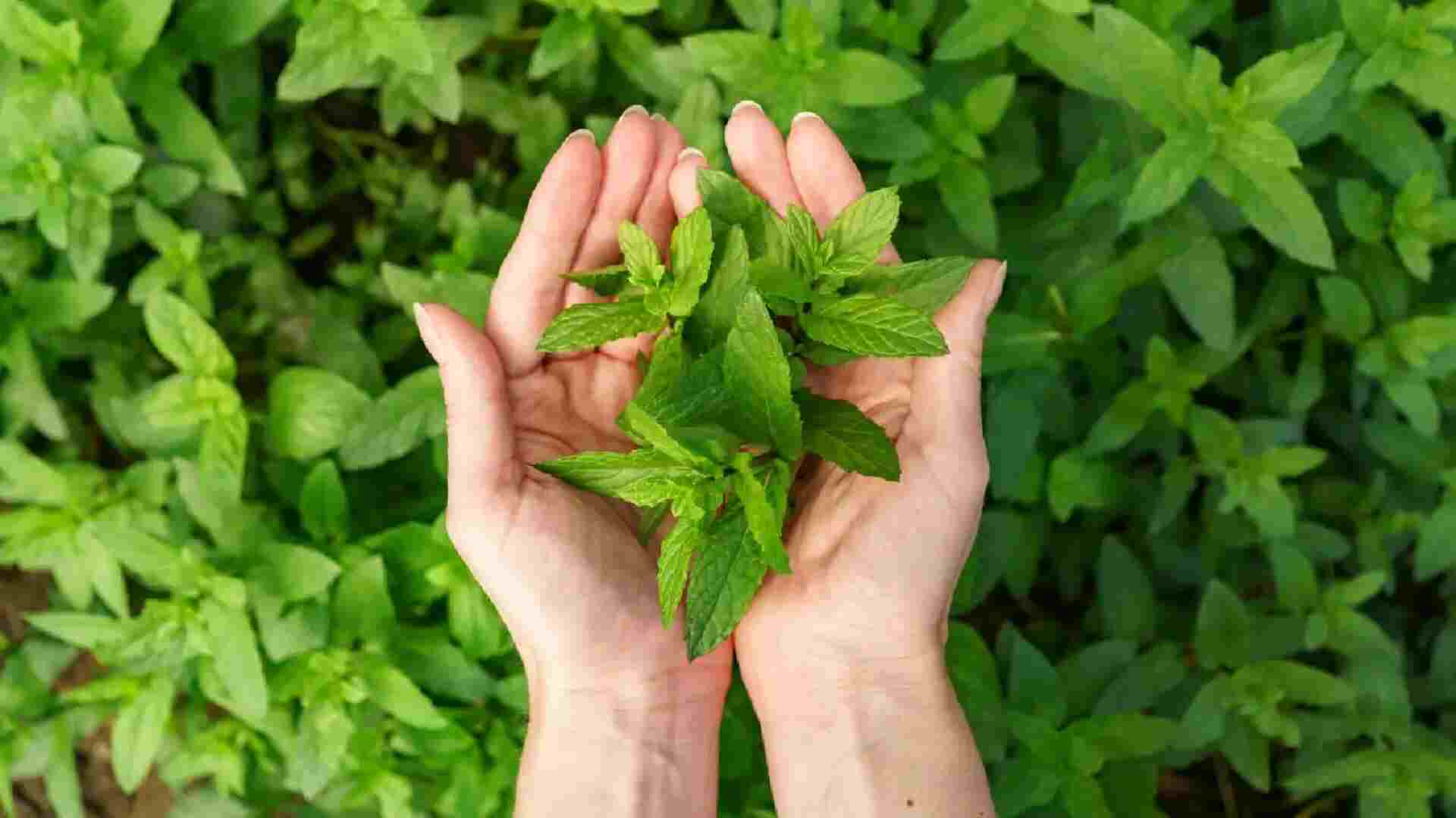 Tulsi Leaves