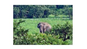 HaatiApp to help communities coexist with elephants, reduce conflicts