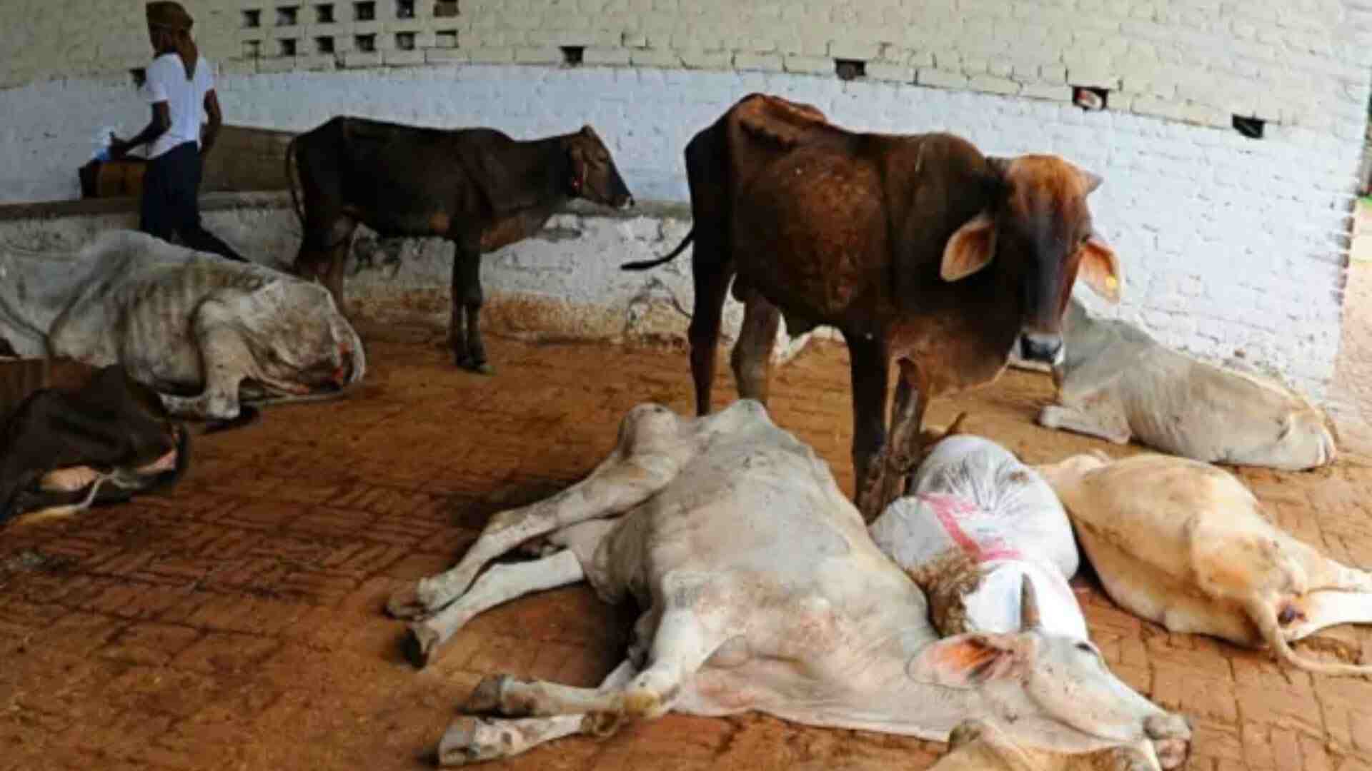 Four Cows And Ten Calves Found Dead In Chhattisgarh