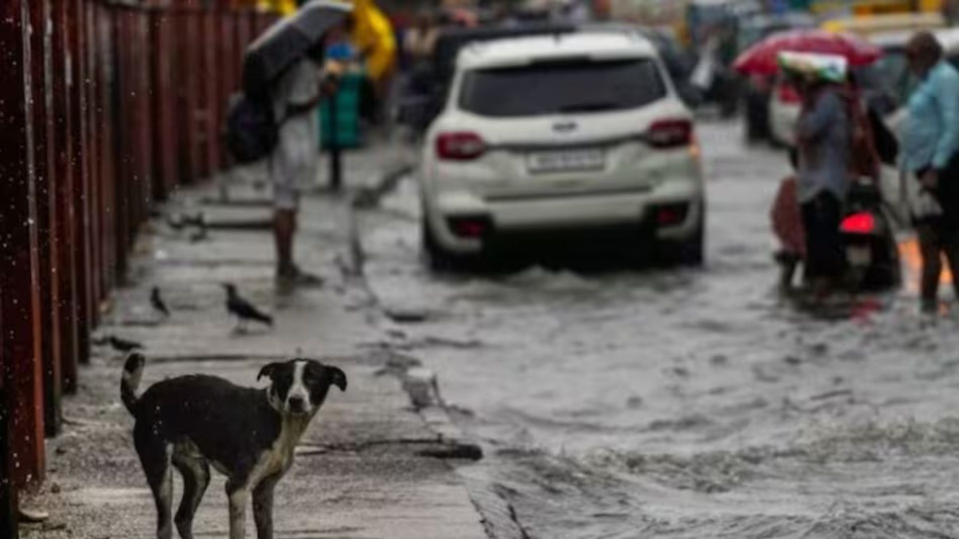 Gujarat Reels Under Heavy Rains: 26 Dead, 17,800 Evacuated Amid Severe Flooding