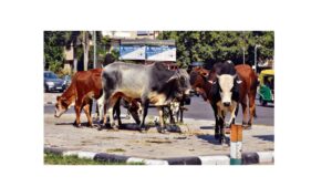 Civic bodies fail to address the stray cattle menace in Panchkula