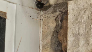 Giant Black Widow Catches Mouse In Web: Reddit Photo Shocks Internet